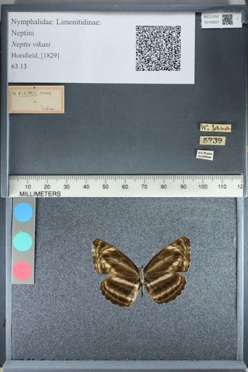 Media type: image;   Entomology 163001